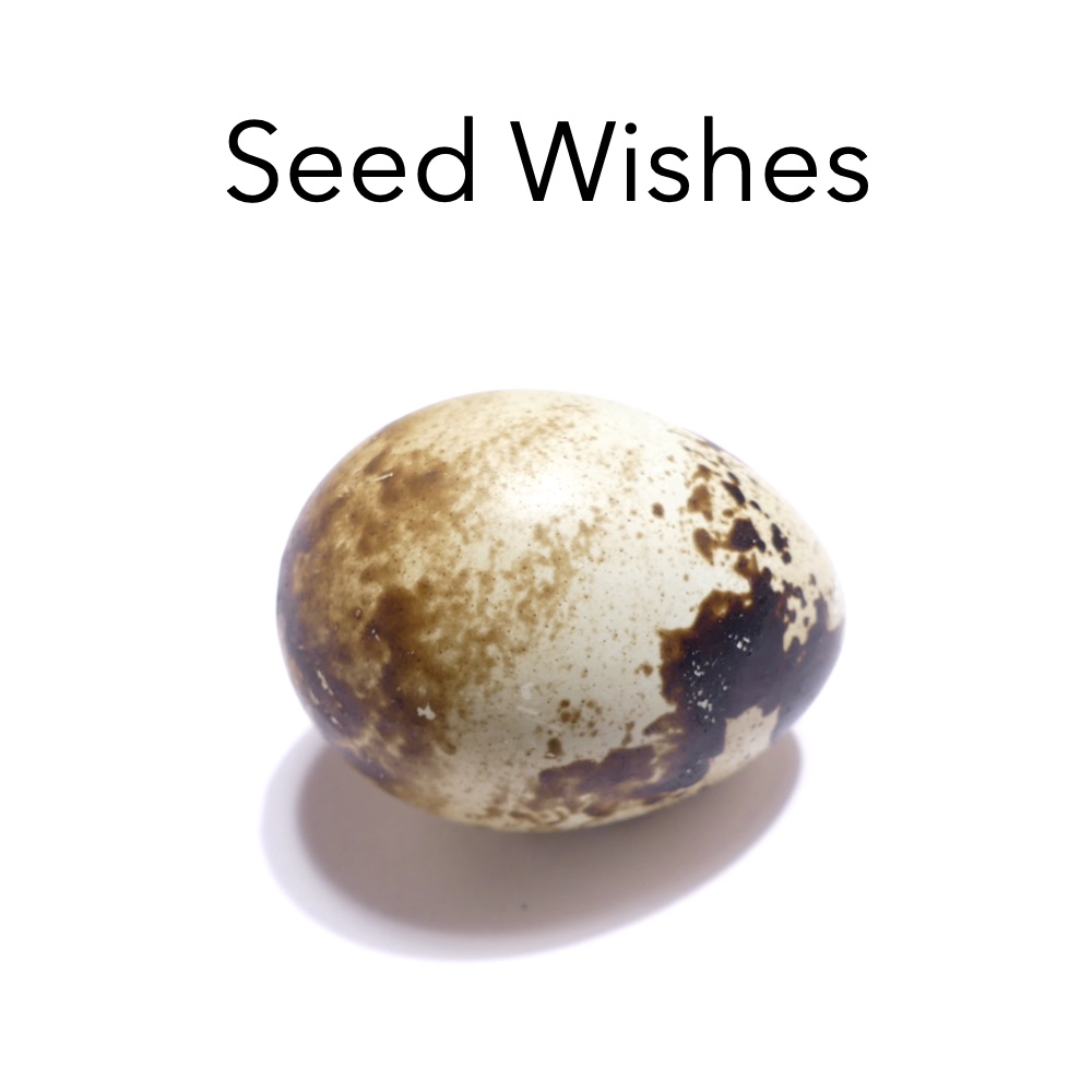 Seed Wishes